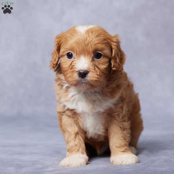 Ezra, Cavapoo Puppy